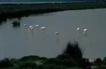 Flamingos am �tang de Vaccar�s in der Camargue in S�dfrankreich am 04.05.1994 (Dia gescannt)