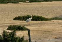 Am 04.05.1995 fotografierte ich diesen Reiher in der Camargue in Sdfrankreich (Dia gescannt)