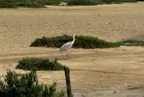 Am 04.05.1995 fotografierte ich diesen Reiher in der Camargue in S�dfrankreich (Dia gescannt)