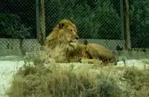 L�we in der R�serve Africaine de Sigean in S�dfrankreich im Juli 1988