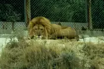 L�we in der R�serve Africaine de Sigean in S�dfrankreich im Juli 1988