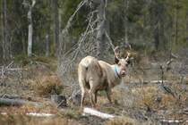 Ein Rentier (Rangifer tarandus) mit einem ziemlich bl�den Blick. Schwedisch Lappland Mai 2009. 