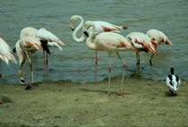 Rosa Flamingos in der Rserve Africaine de Sigean in Sdfrankreich im Juli 1988