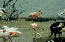 Rosa Flamingos in der R�serve Africaine de Sigean in S�dfrankreich im Juli 1988