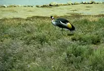 In der R�serve Africaine de Sigean in S�dfrankreich im Juli 1988