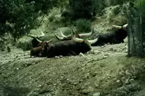 Rinder in der R�serve Africaine de Sigean in S�dfrankreich im Juli 1988