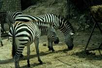 Zebras in der Rserve Africaine de Sigean in Sdfrankreich im Juli 1988