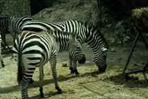 Zebras in der R�serve Africaine de Sigean in S�dfrankreich im Juli 1988
