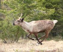 Auch Rentiere k�nnen rennen. Am liebsten neben einem Auto um kurz davor dann die Stra�enseite zu wechseln. Schwedisch Lappland Mai 2009.