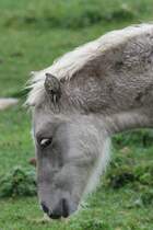 Eventuell ein American Bashkir Curly Horse am 2.10.2010 in Cambridge County,Ont.