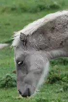 Eventuell ein American Bashkir Curly Horse am 2.10.2010 in Cambridge County,Ont.