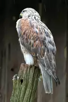 K�nigsbussard (Buteo regalis) am 2.10.2010 in der African Lion Safari in Cambridge,Ont.