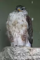K�nigsbussard (Buteo regalis) am 2.10.2010 in der African Lion Safari in Cambridge,Ont.