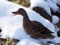 Entendame im Schnee;101127