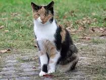  Gl�ckskatze  zeigt keck seine Zunge;101102