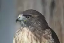 Rotschwanzbussard (Buteo jamaicensis) am 2.10.2010 in der African Lion Safari in Cambridge,Ont.