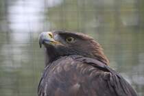 Steinadler (Aquila chrysaetos) am 2.10.2010 in der African Lion Safari in Cambridge,Ont.