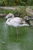 Rosaflamingo (Phoenicopterus ruber) am 2.10.2010 in der African Lion Safari in Cambridge,Ont.