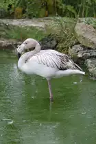 Rosaflamingo (Phoenicopterus ruber) am 2.10.2010 in der African Lion Safari in Cambridge,Ont.