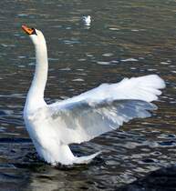 Ein Schwan wirbelt Luft auf...
(03.01.2011)