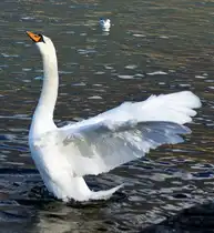 Ein Schwan wirbelt Luft auf...
(03.01.2011)