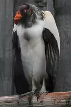 K�nigsgeier (Sarcoramphus papa) am 2.10.2010 in der African Lion Safari in Cambridge,Ont.