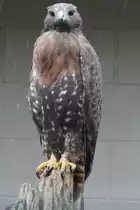 Pr�riebussard (Buteo swainsoni) am 2.10.2010 in der African Lion Safari in Cambridge,Ont.