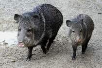 ... und Piggeldy folgte Frederick. Halsbandpekaris (Pecari tajacu) am 2.10.2010 in der African Lion Safari in Cambridge,Ont.