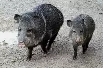 ... und Piggeldy folgte Frederick. Halsbandpekaris (Pecari tajacu) am 2.10.2010 in der African Lion Safari in Cambridge,Ont.