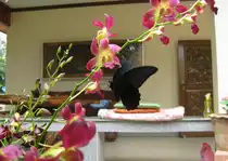 Am 26.09.2008 sitzt dieser Schmetterling auf einer Bl�te meiner Orchideen und trinkt.