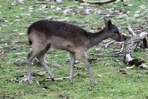 Damhirsch (Dama dama) am 2.10.2010 in der African Lion Safari in Cambridge,Ont.
