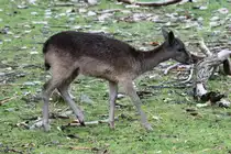 Damhirsch (Dama dama) am 2.10.2010 in der African Lion Safari in Cambridge,Ont.