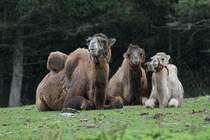 Die Trampeltiere (Camelus bactrianus) warten auf besseres Wetter. 2.10.2010 in der African Lion Safari in Cambridge,Ont.