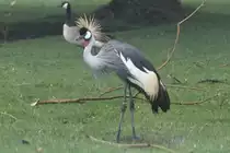 S�dafrika-Kronenkranich (Balearica regulorum gibbericeps) am 2.10.2010 in der African Lion Safari in Cambridge,Ont.