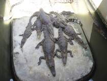 Krokodile in einer Krokodilfarm in Bangkok am 03.10.2006