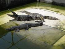 In einer Krokodilfarm in Bangkok am 03.10.2006