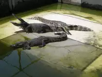 In einer Krokodilfarm in Bangkok am 03.10.2006