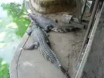 In einer Krokodilfarm in Bangkok am 03.10.2006