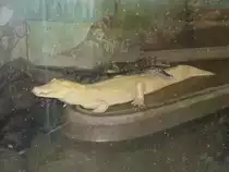 Ein Albino-Krokodil, gesch�tzt durch eine dicke Glasscheibe, die leider sehr schmutzig ist und das fotografieren erschwert, in einer Krokodilfarm in Bangkok am 03.10.2006