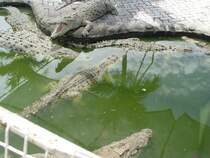 In einer Krokodilfarm in Bangkok am 03.10.2006