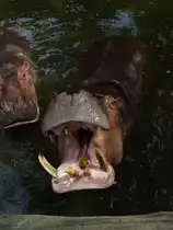 Flu�pferd in einem Gehege in Bangkok am 03.10.2006