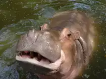 Flu�pferd in einem Gehege in Bangkok am 03.10.2006