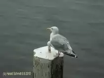 M�we am 9.9.2010 in Hamburg an der Alster, auf Touristen mit Fotoapparat wartend?