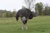 Afrikanische Strau� (Struthio camelus) am 2.10.2010 in der African Lion Safari in Cambridge,Ont.