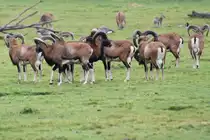 Eine Herde Mufflon-B�cke (Ovis orientalis musimon) am 2.10.2010 in der African Lion Safari in Cambridge,Ont.