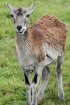 Mufflon (Ovis orientalis musimon) am 2.10.2010 in der African Lion Safari in Cambridge,Ont.