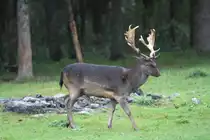 Sikahirsch (Cervus nippon) am 2.10.2010 im African Lion Safari in Cambridge,Ont.