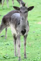 Halbw�chsigier Sikahirsch (Cervus nippon) am 2.10.2010 im African Lion Safari in Cambridge,Ont.