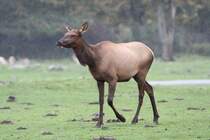 Wapiti (Cervus canadensis) am 2.10.2010 im African Lion Safari in Cambridge,Ont.