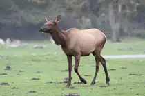 Wapiti (Cervus canadensis) am 2.10.2010 im African Lion Safari in Cambridge,Ont.